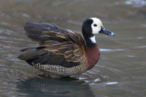 Bird in water